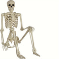 5 4ft adjustable   human   skeleton plastic