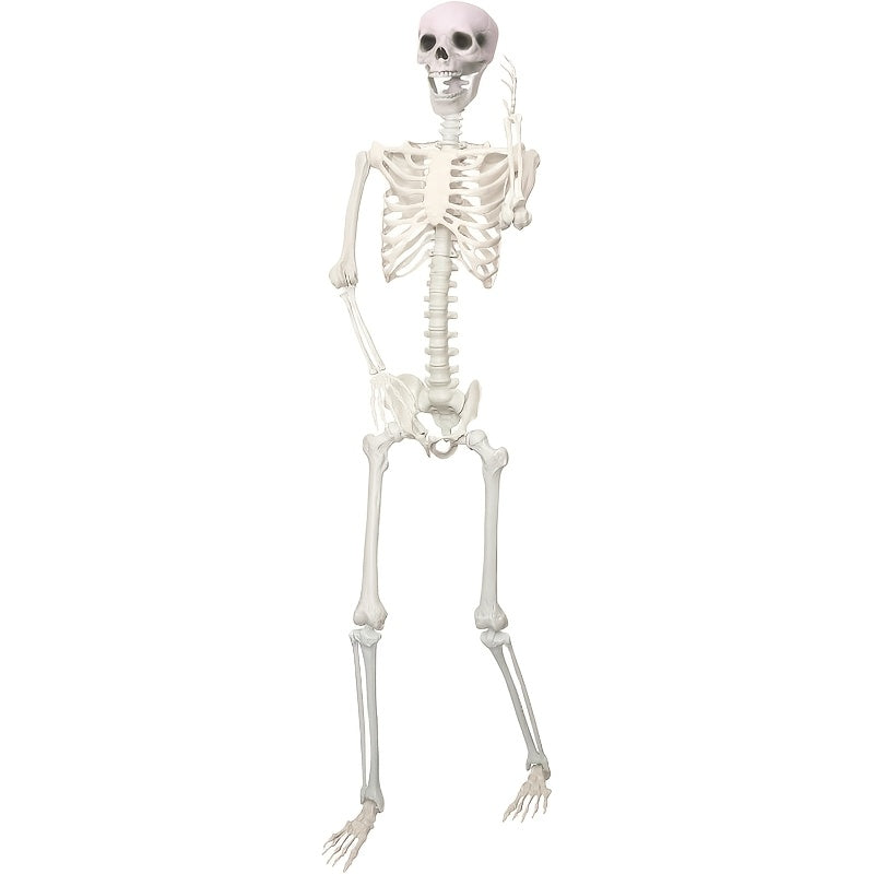 6ft poseable     skeleton halloween   full