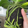 orchid special soil anti rot root breathable plant