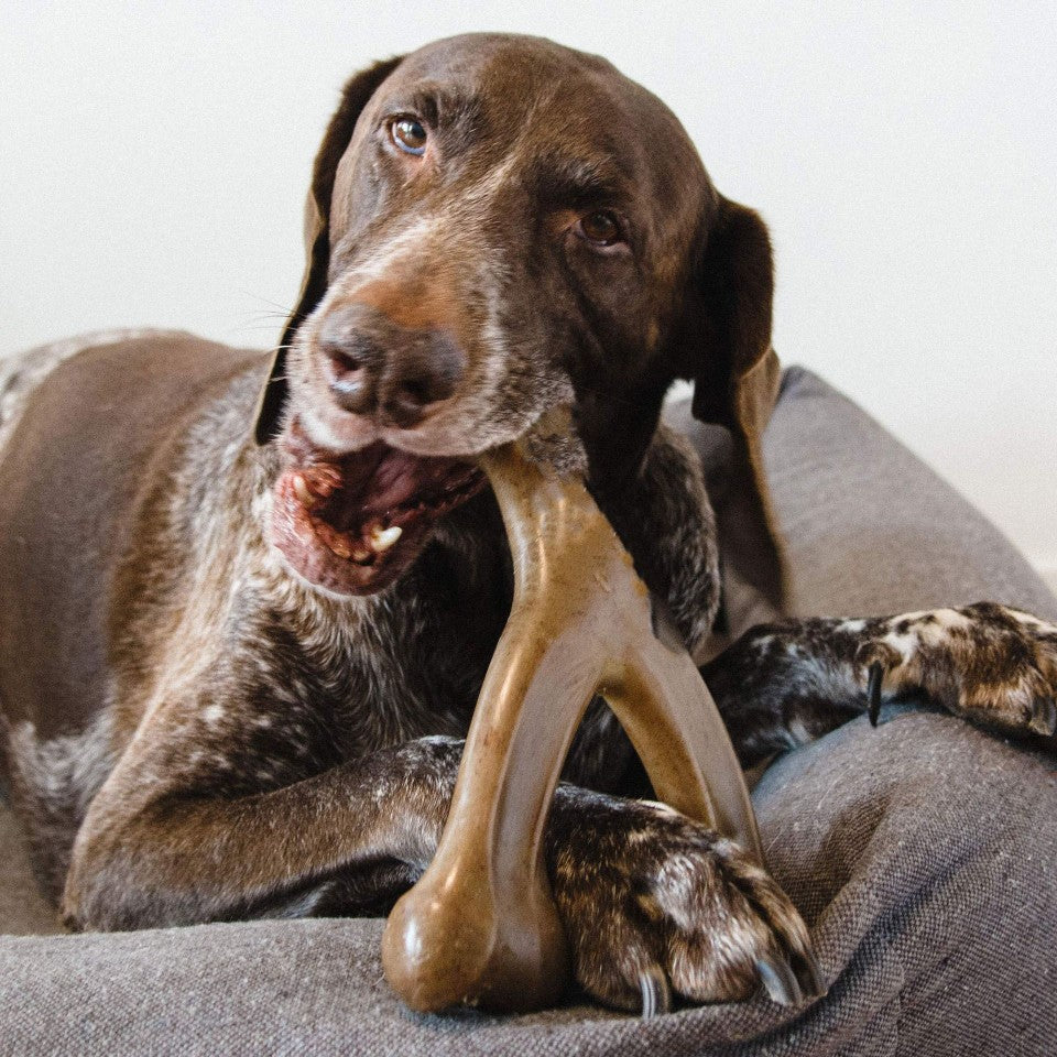 indestructible dog chew toy   long lasting